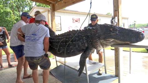 Man Who Caught 750 Pound Gator We Needed A Bigger Boat Abc News