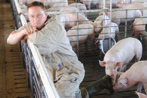 Our Modern Pig Barns Food And Swine