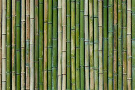 Tekstur Bambu Foto Stok Unduh Gambar Sekarang Bambu Suku Rumput