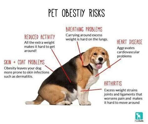 An unplanned weight loss of more than 10% of a dog's body weight is considered abnormal. Pet Obesity