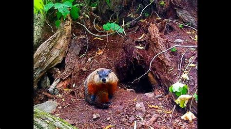 🍃 Groundhog Filmed Outside Deep Burrow Observing The Woodchuck In