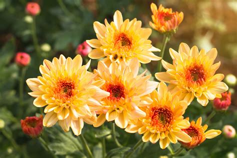 Chrysanthemum Care Guide How To Grow Chrysanthemums 2022 Masterclass