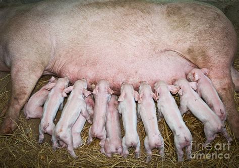 Momma Pig Feeding Baby Pigs Photograph By Sattapapan Tratong Fine Art