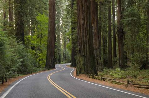 Redwood Highway Northern Californias Most Scenic Drive