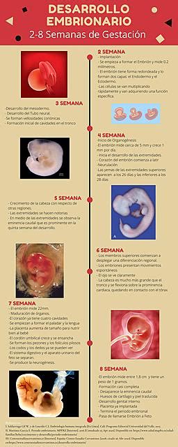 Infografia Desarrollo Embrionario