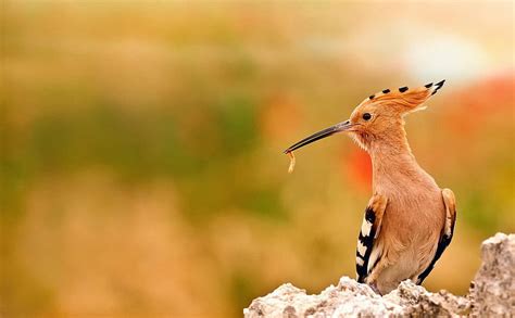 Hoopoe Birds Bird Nimals Animal Hd Wallpaper Peakpx