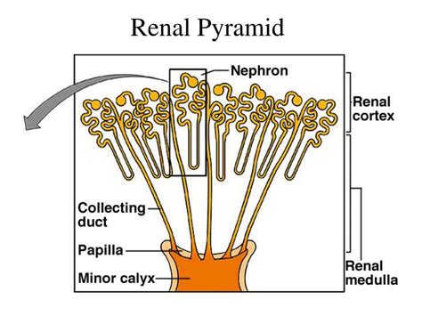 Kidney Renal Pyramid