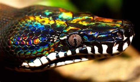 Top 10 Coolest Snakes In The World Worlds Top Insider