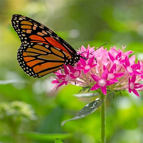 10 Incredible Monarch Butterfly Facts Australian Butterfly Sanctuary