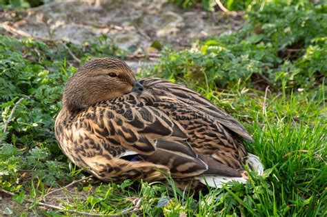 Close Up Of A Female Mallard Duck Sleeping In The Grass Anas
