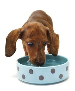 A few days of not drinking water won't necessarily hurt your dog unless they're vomiting or having frequent diarrhea. Fasting - Oh The Dread!