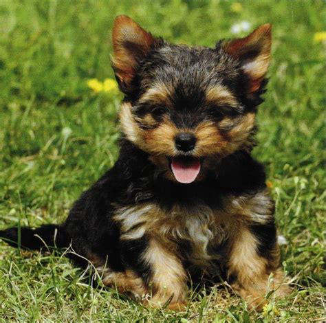 Adorable Little Baby Yorkshire Terrier Puppy Aww Yorkshireterrier