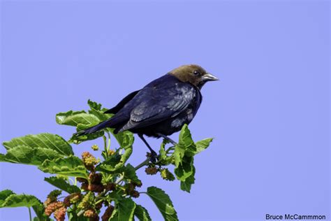Blackbirds Orioles North Central Washington Audubon Society