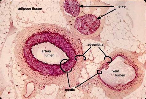 Arteries Histology