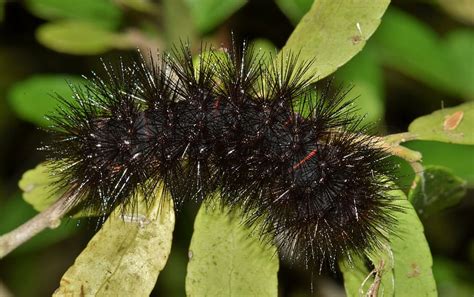 Caterpillar Furry Caterpillar Fuzzy Caterpillar Woolly Bear Woolly