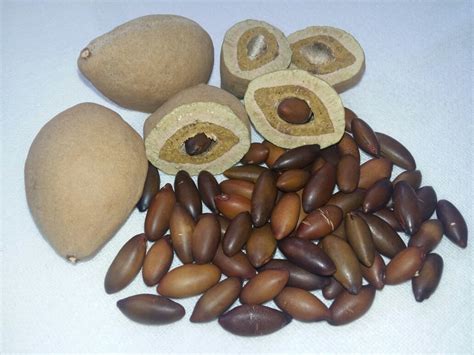 Blogs & Such by Chris McGowan: The Baru Nut: Brazil's New Superfood