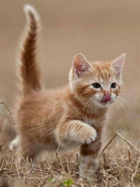 ♥️♥️♥️♥️♥️♥️ gingerkitten in 2020 kittens cutest cute little kittens cute cats
