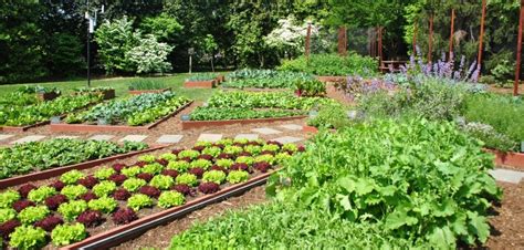 Kitchen Garden Ideas In India To Make Your Kitchen Garden Greener