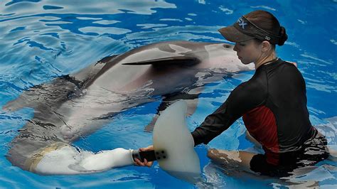 Cma Creates Legacy For Winter The Dolphin