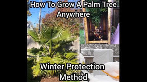 How To Protect A Palm Tree For Freezing Cold Winter Youtube
