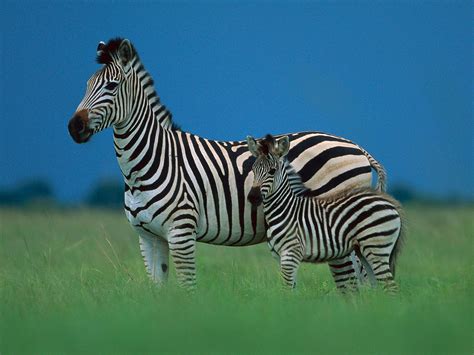 73 Zebra Desktop Backgrounds