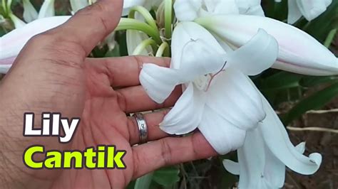Jenis Bunga Bakung Atau Lily Terindah Di Indonesia Dan Dunia The Most