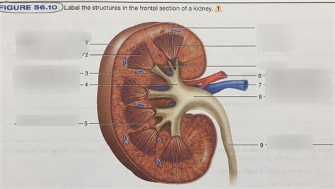 Figure 5610 Kidney Diagram Quizlet
