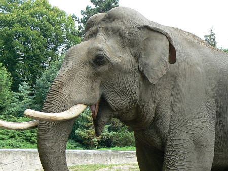 Asian Elephant Lifespan, Habitat & Features | Study.com