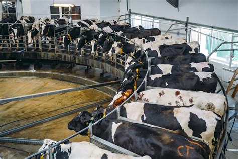 Why Farmers Are Dumping Milk While Grocery Stores Report Dairy