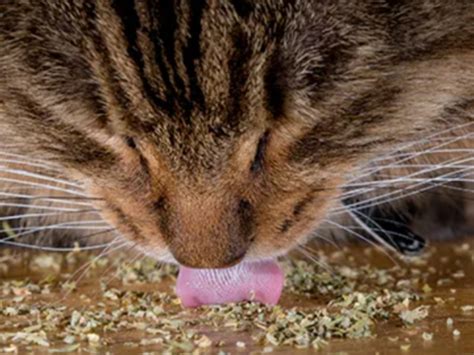 Cat Crack Catnip 10 Cat Approved Catnip To Relieve Pets Anxiety