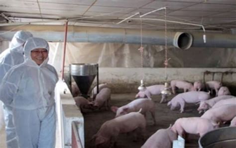 Bioseguridad En Las Granjas Porcinas Intagri Sc