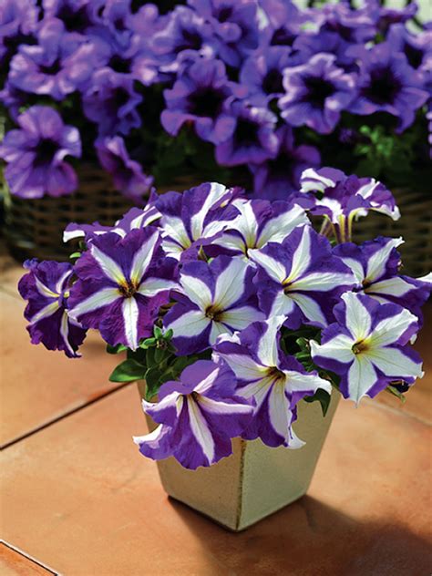 Petunia Grandiflora Tritunia พิทูเนีย พันธุ์ดอกขนาดใหญ่ ไทร์ทูเนีย