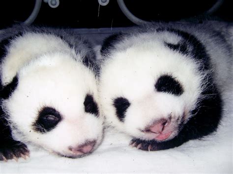 Panda Facts Danilovescats Travels Baby Panda Panda Facts Panda