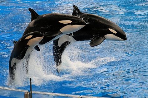 Jumping Orca Orca Whale Image