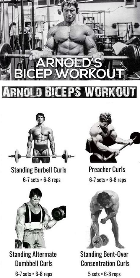 Arnold Forearm Workout Rangerbrina