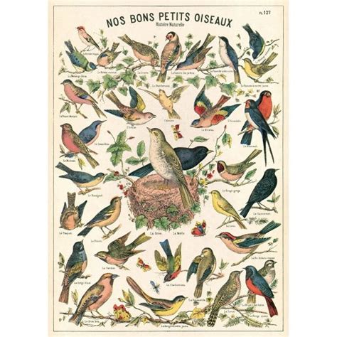 French Bird Chart Vintage Style Poster Vintage Art Prints Prints