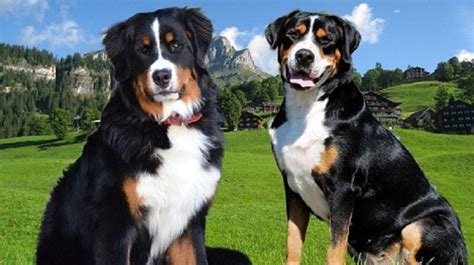 His victory also helps to salvage. Mountain Burmese Dog Breed Information, Images, Characteristics, Health