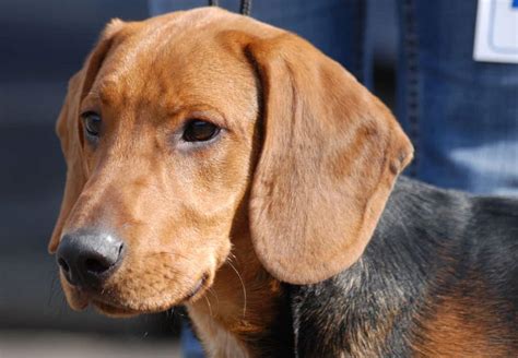 Lab Beagle Mix Breed Information Guide