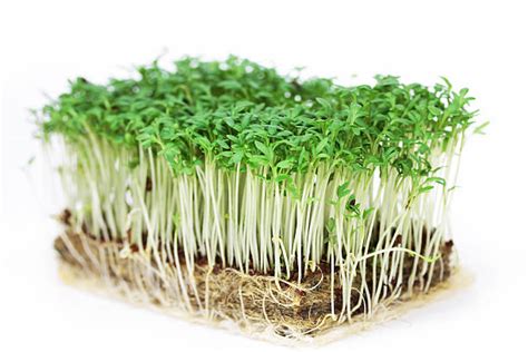 Best Cress Stock Photos Pictures And Royalty Free Images Istock