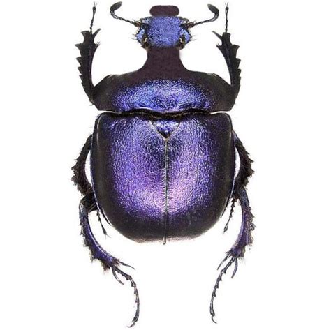 Enoplotrupes Sharpi Female Purple Scarab Beetle Thailand Etsy