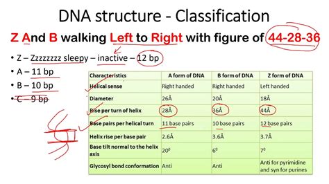 A Dna B Dna And Z Dna Structure And Properties Easy Tricks To