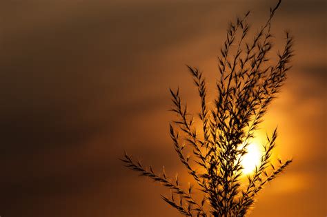789056 Sunrises And Sunsets Closeup Grass Rare Gallery Hd Wallpapers
