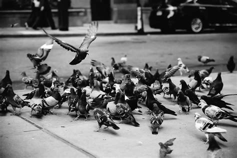 Ever Wonder How Many Pigeons Actually Live In Nyc
