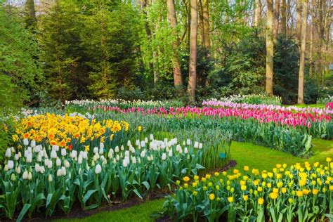 La Belle Floraison Fleurit Au Coucher Du Soleil En Parc De Keukenhof