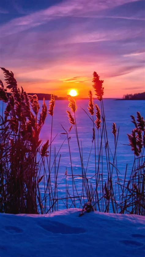 Winter Sunset Snow Grass Nature And Landscapes