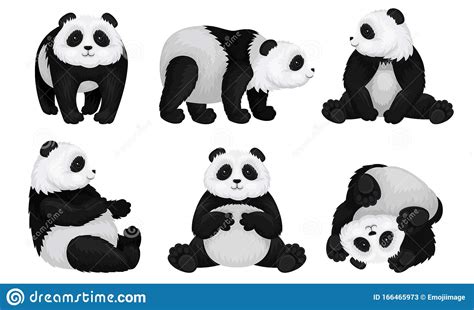 Panda Animal In Different Poses Vector Set Bear Sitting And Turning