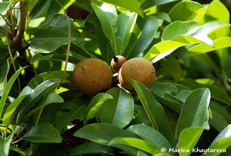 Trees Of Tropical Asia Manilkara Zapota