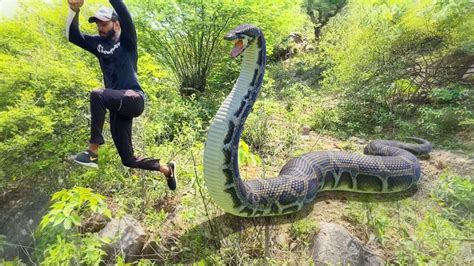 Anaconda Snake In Real Life Video Real Life Video Snake Real Life