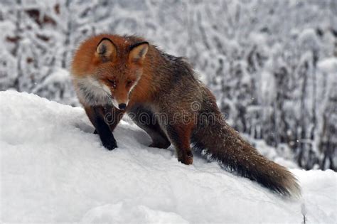 A Beautiful And Healthy Wild Red Fox Vulpes Vulpes In Winter Stock