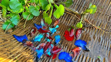 Jaw-Dropping Betta Fish Bonanza: Explore an Unbelievable Treasure Trove